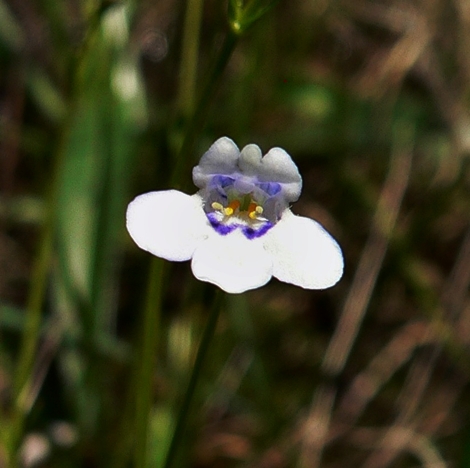 {Lindernia monticola}